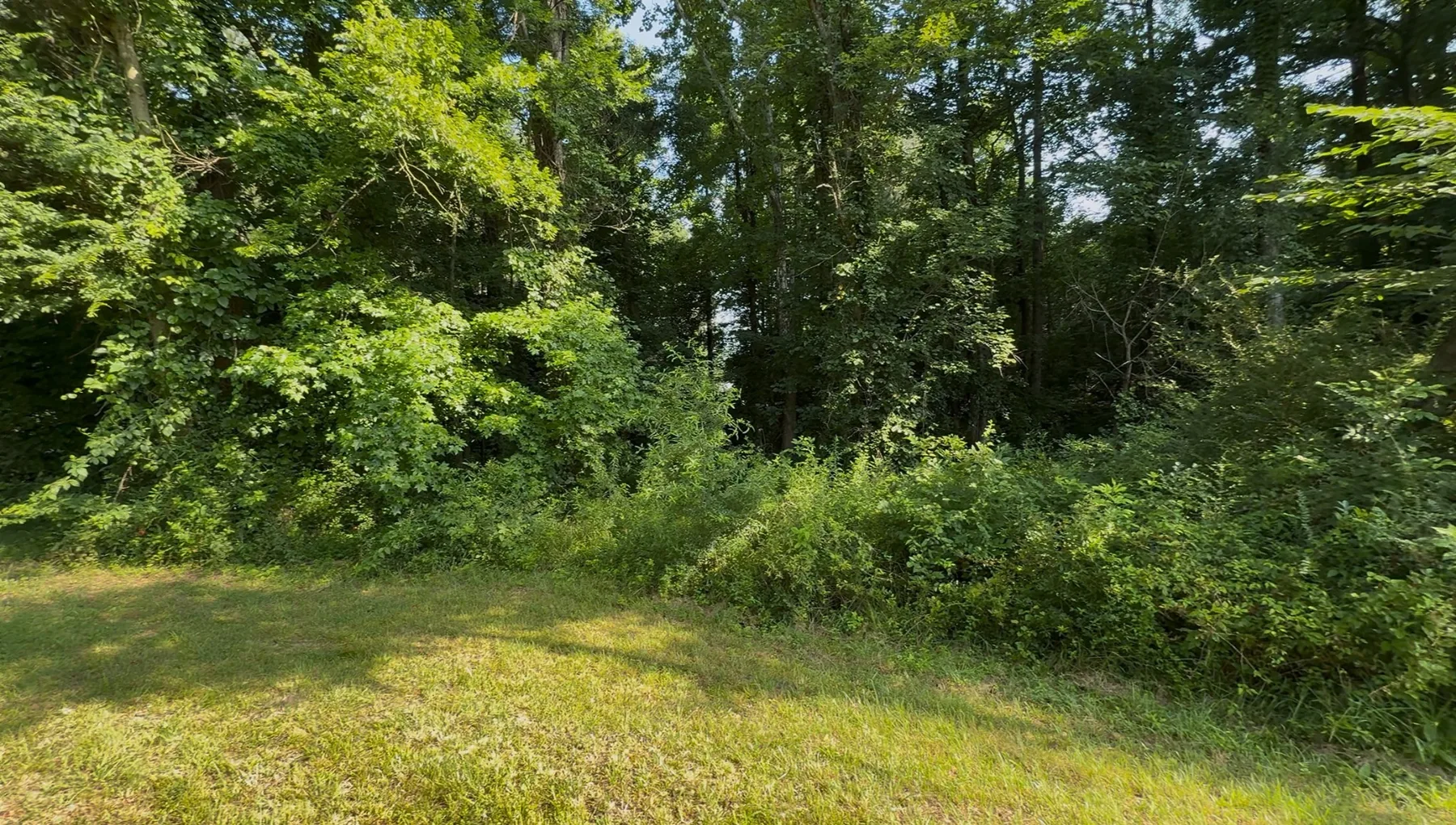 Overgrown wooded property before forestry mulching