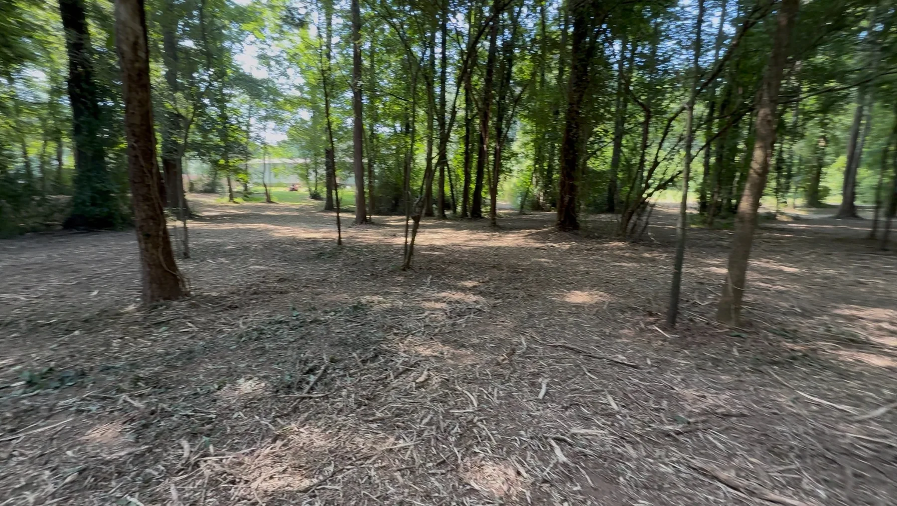 Wooded property after forestry mulching