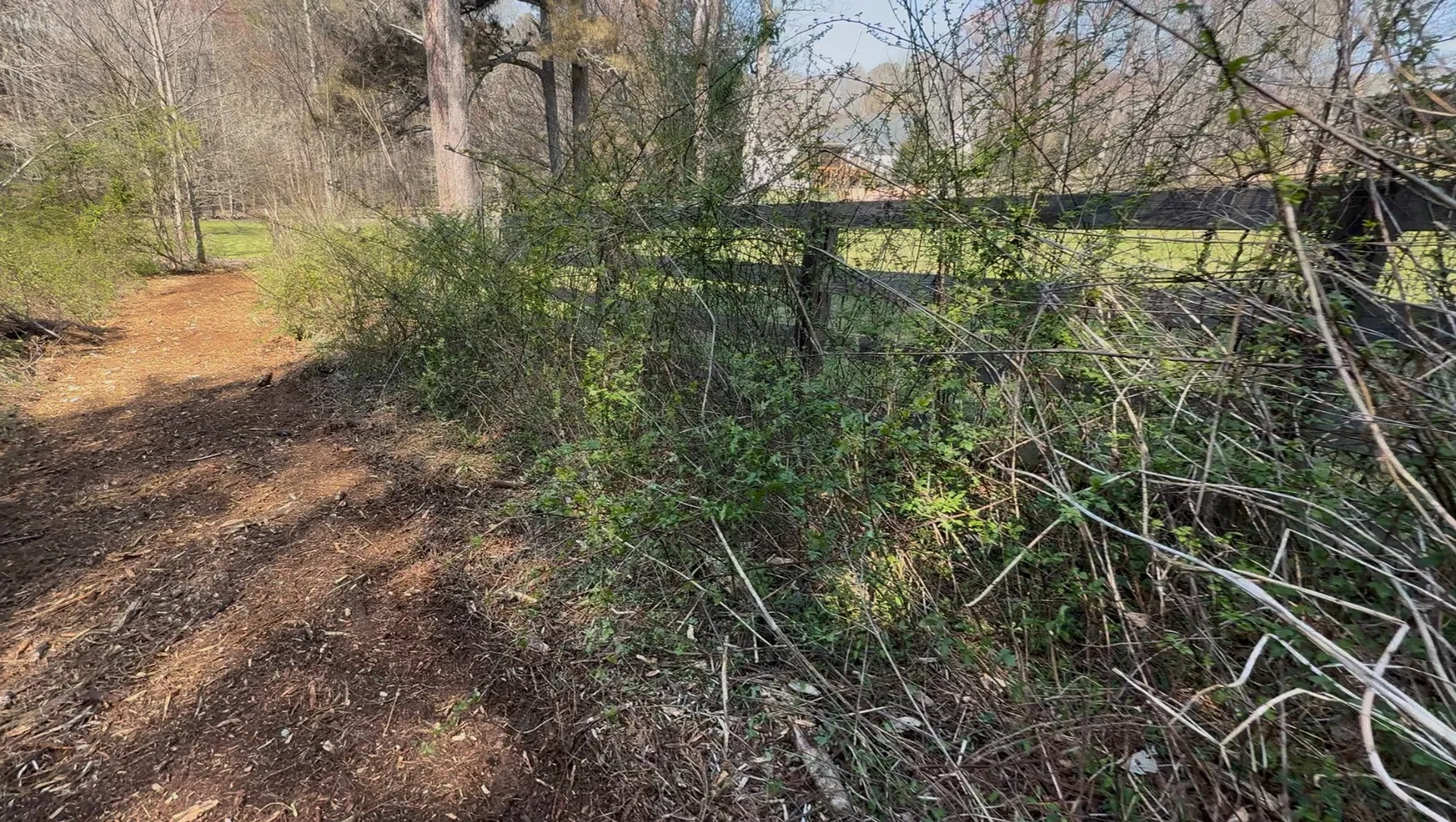 Overgrown fence line before clearing